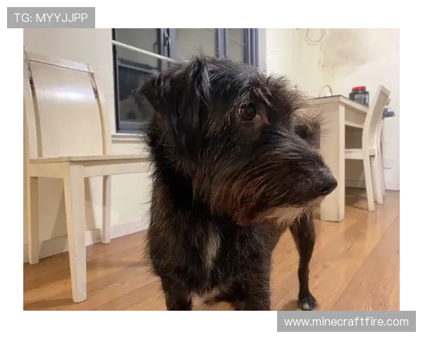 垃圾狗:欧洲根基铸拉斯魅力 垃圾狗:欧洲根基铸拉斯魅力